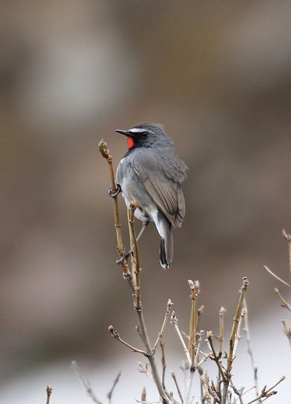 Himalayan Rubythroat